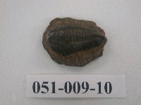 藏品(小型三葉蟲化石)的圖片